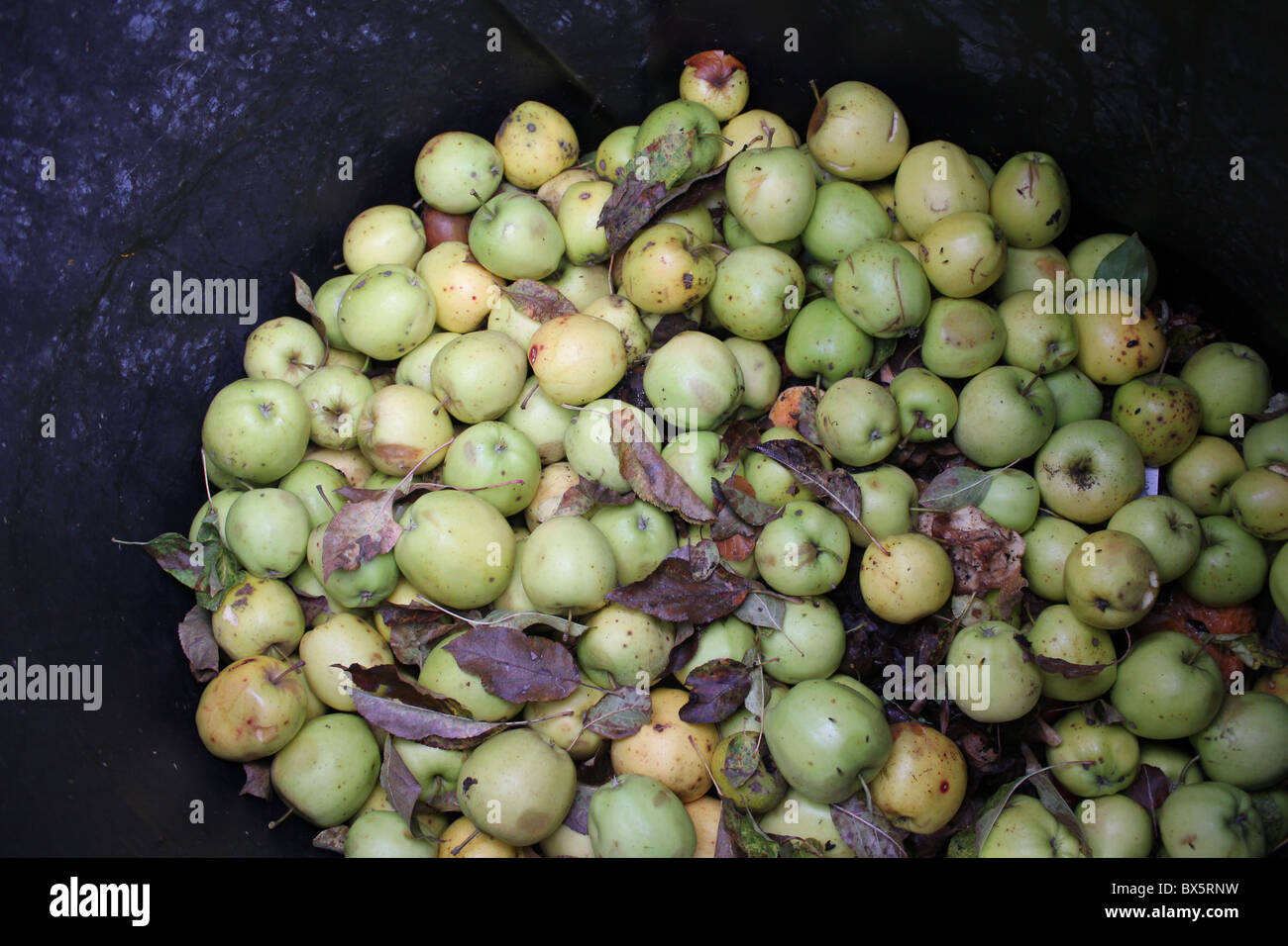 Apples in a composting bin during winter Stock Photo Alamy