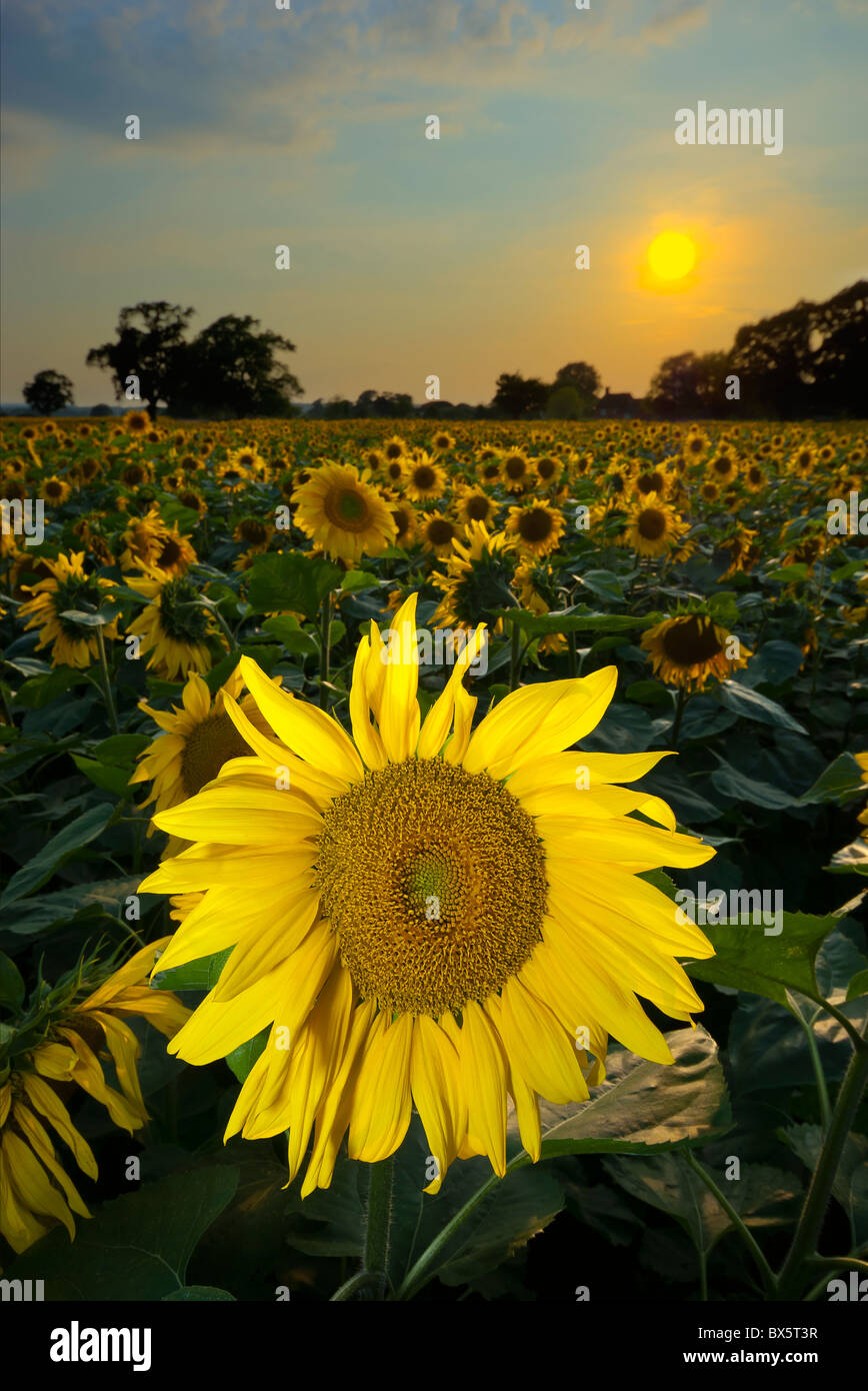 sunflower sunset field england dusk sun Stock Photo Alamy