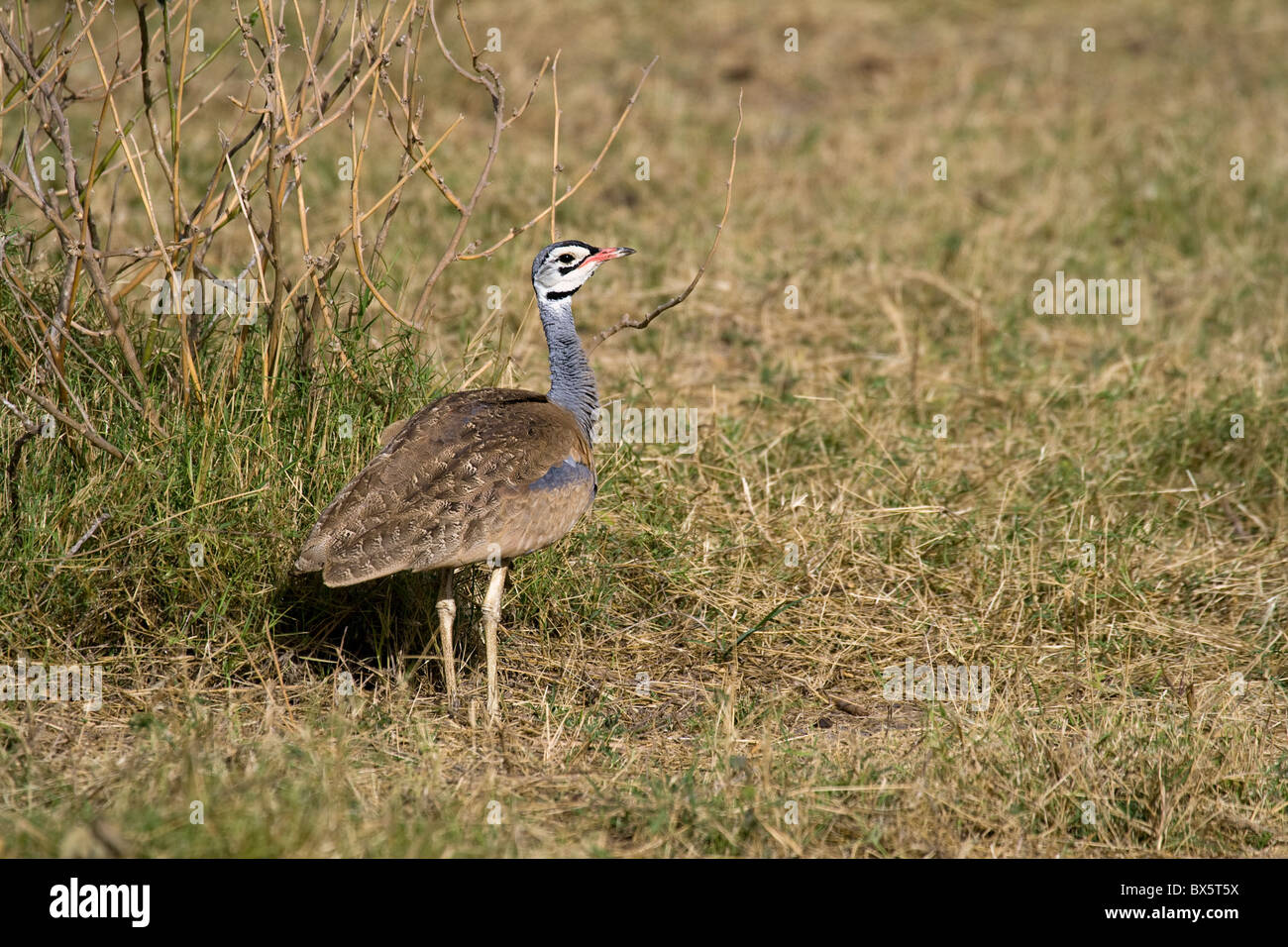 Corey Bustard Stock Photo Alamy Corey Bustard Stock Photo Alamy