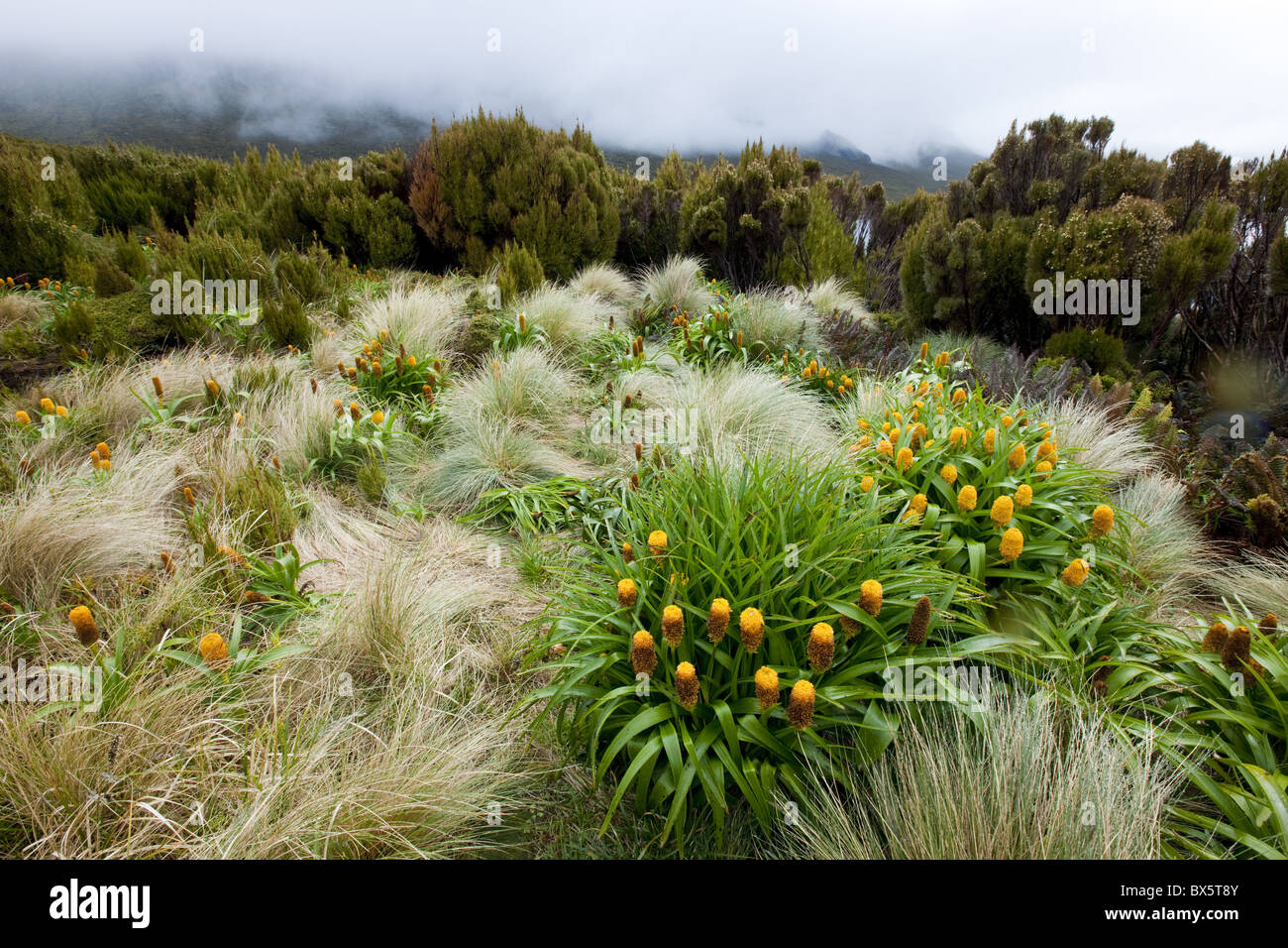 Yellow Bulbinella rossii, Genus, Campbell Island, Sub-Antarctic, Polar Regions Stock Photo