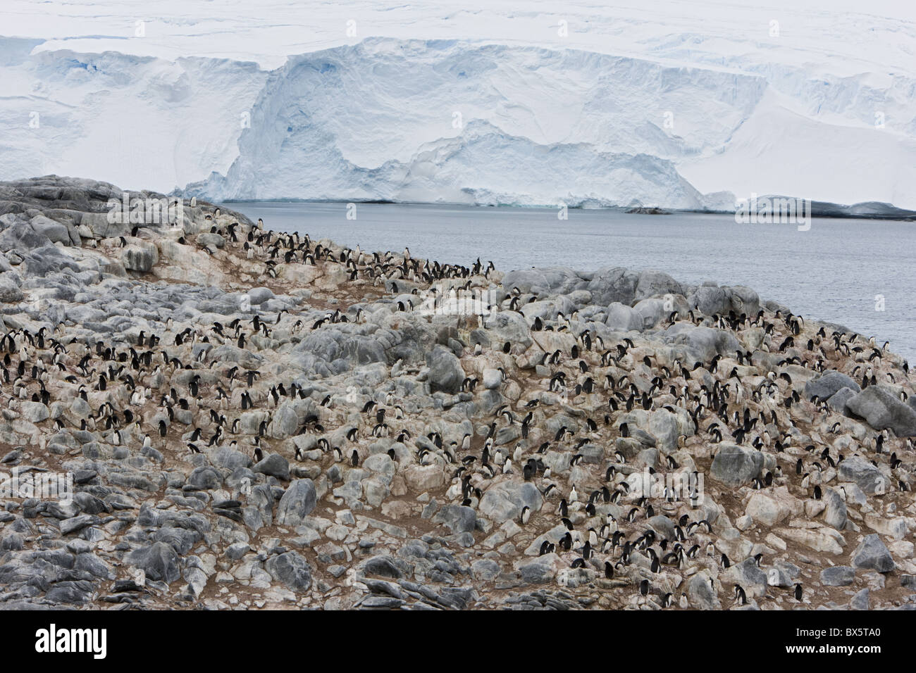 Adelie penguin colony (Pygoscelis adeliae), Commonwealth Bay