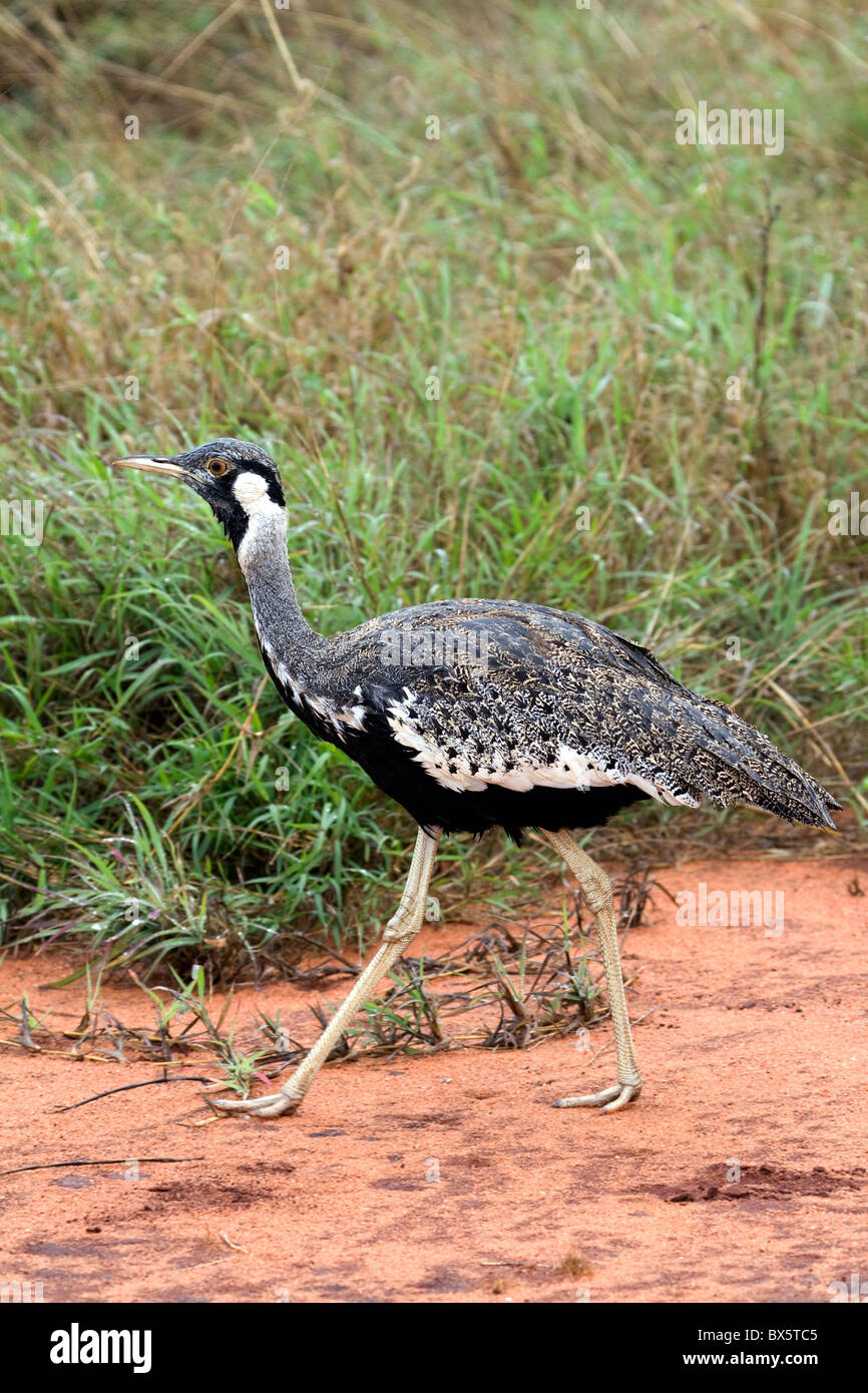 Corey Bustard Walking Stock Photo Alamy Corey Bustard Walking Stock Photo Alamy