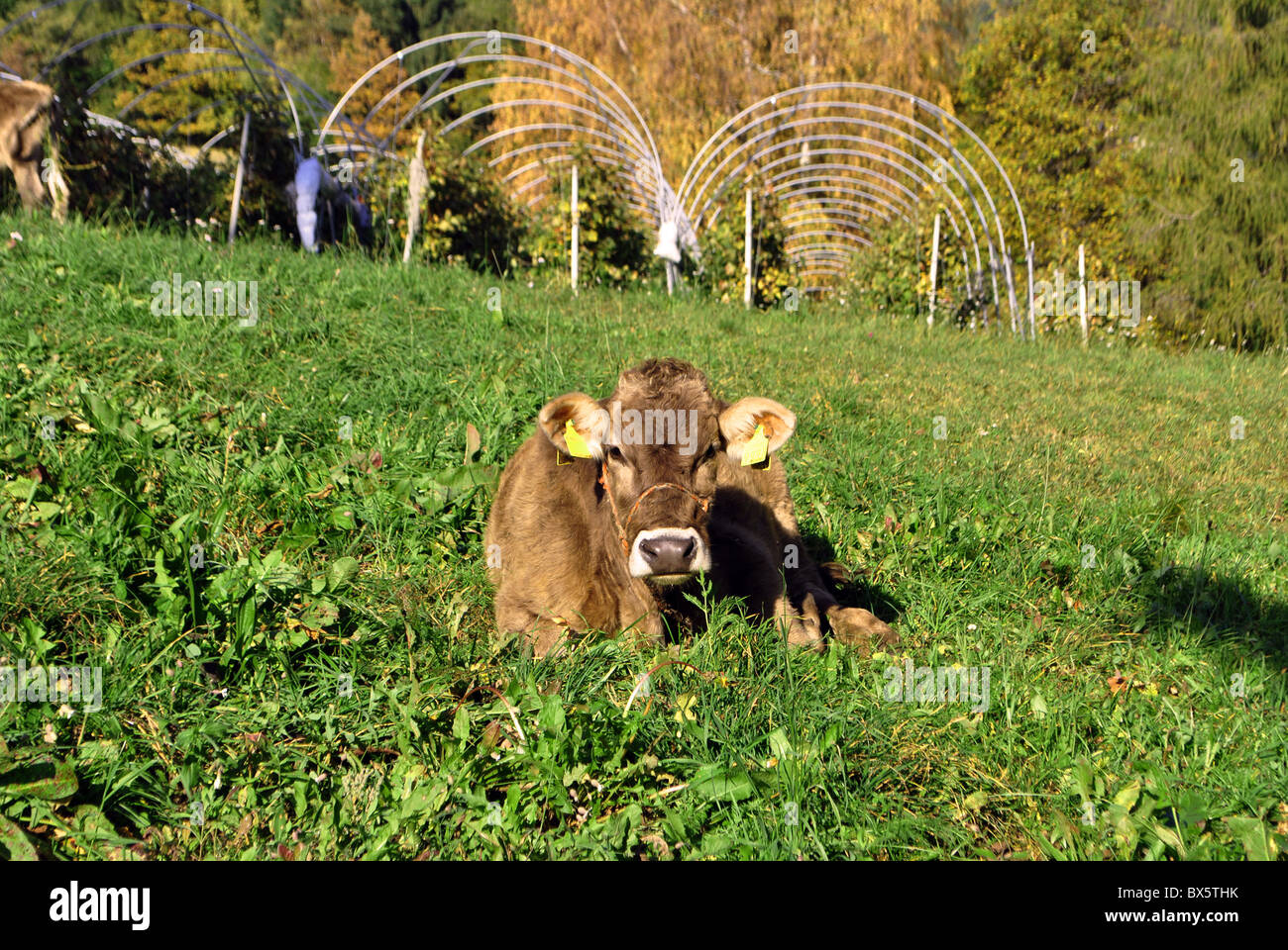 Shepherd cattle grazing in hi-res stock photography and images - Alamy