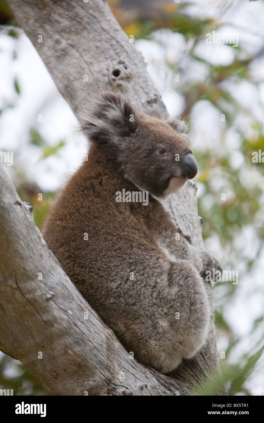 Koala (Phascolarctos cinereus), in a eucalyptus tree, Yanchep National Park, West Australia, Australia, Pacific Stock Photo