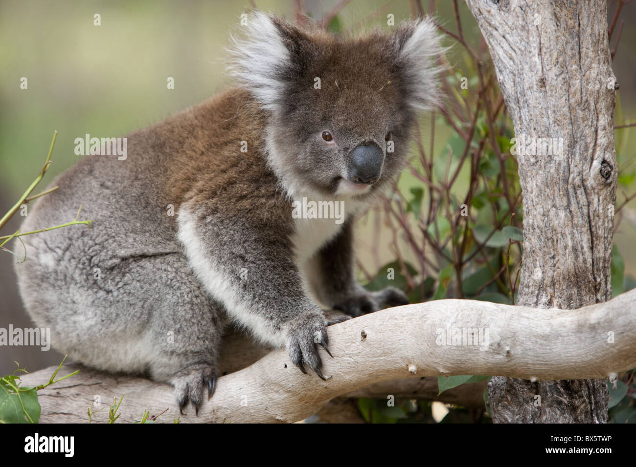 Koala (Phascolarctos cinereus) in a eucalyptus tree, Yanchep National Park, West Australia, Australia, Pacific Stock Photo