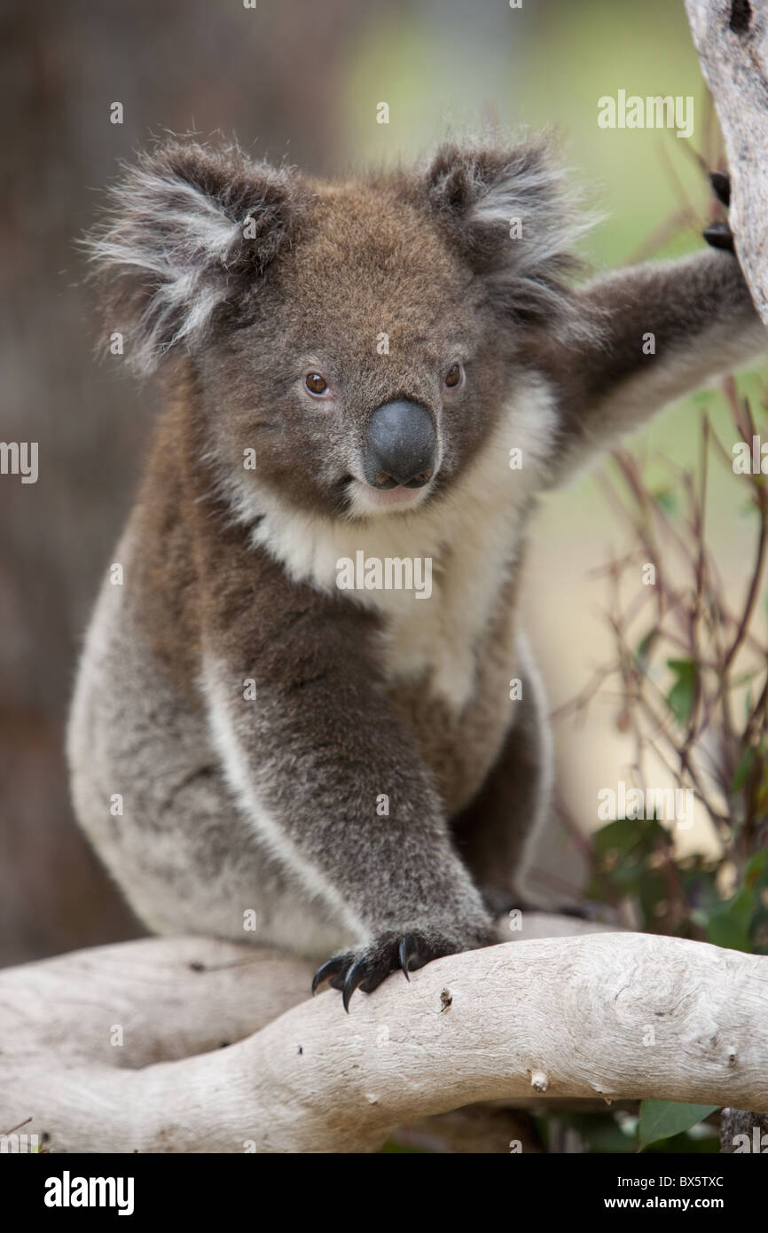 Koala (Phascolarctos cinereus) in a eucalyptus tree, Yanchep National