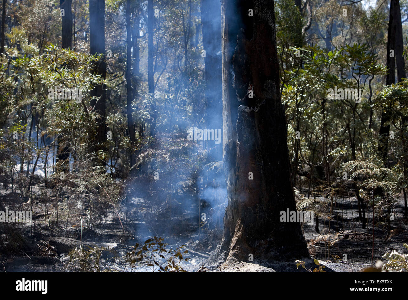 Forest fire in country outside Perth, West Australia, Australia, Pacific Stock Photo