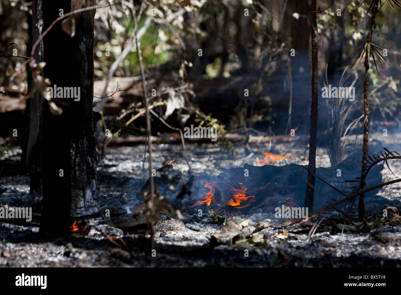 Forest fire in country outside Perth, West Australia, Australia, Pacific Stock Photo