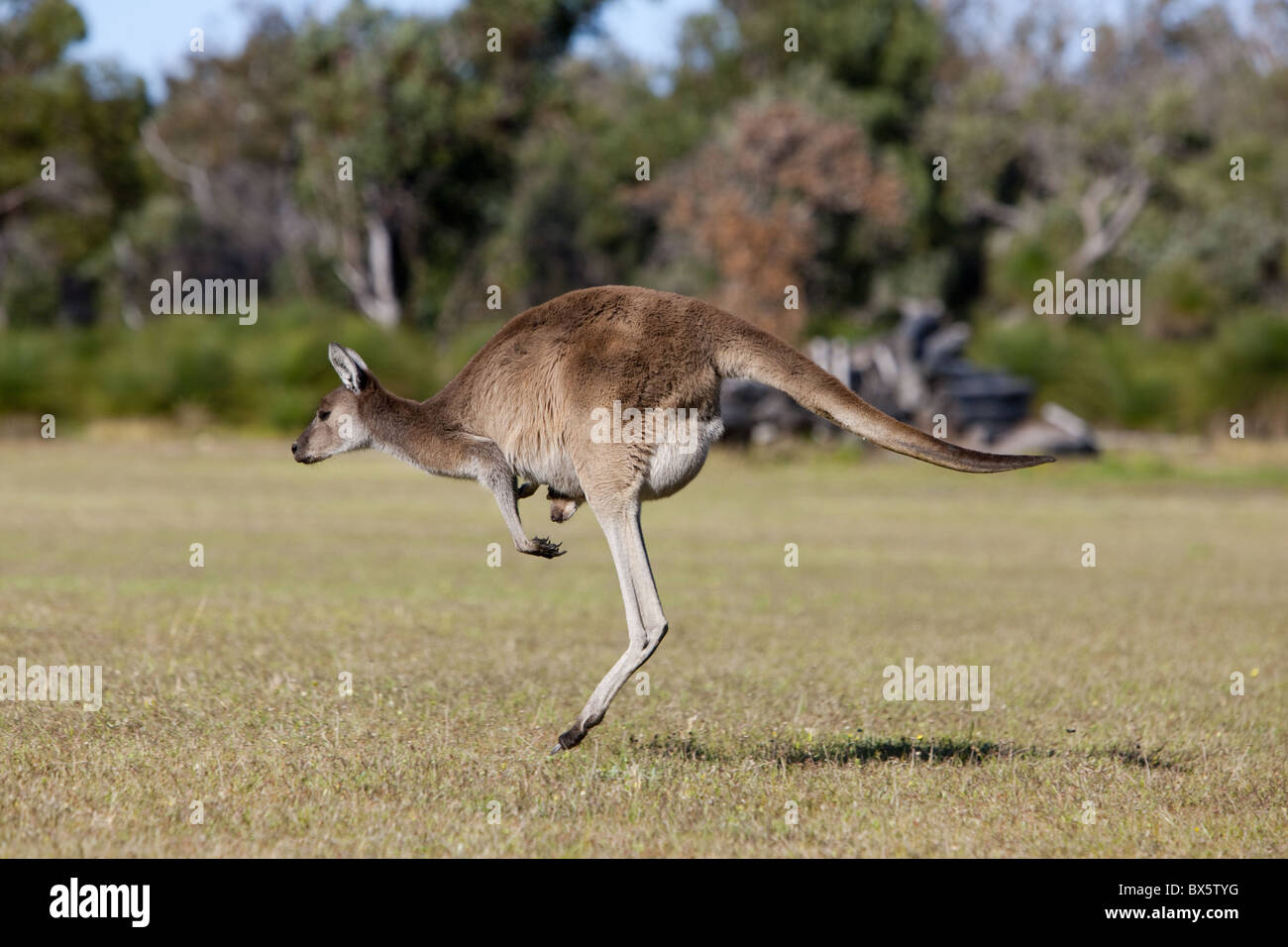 Kangaroo jumping joey hires stock photography and images Alamy