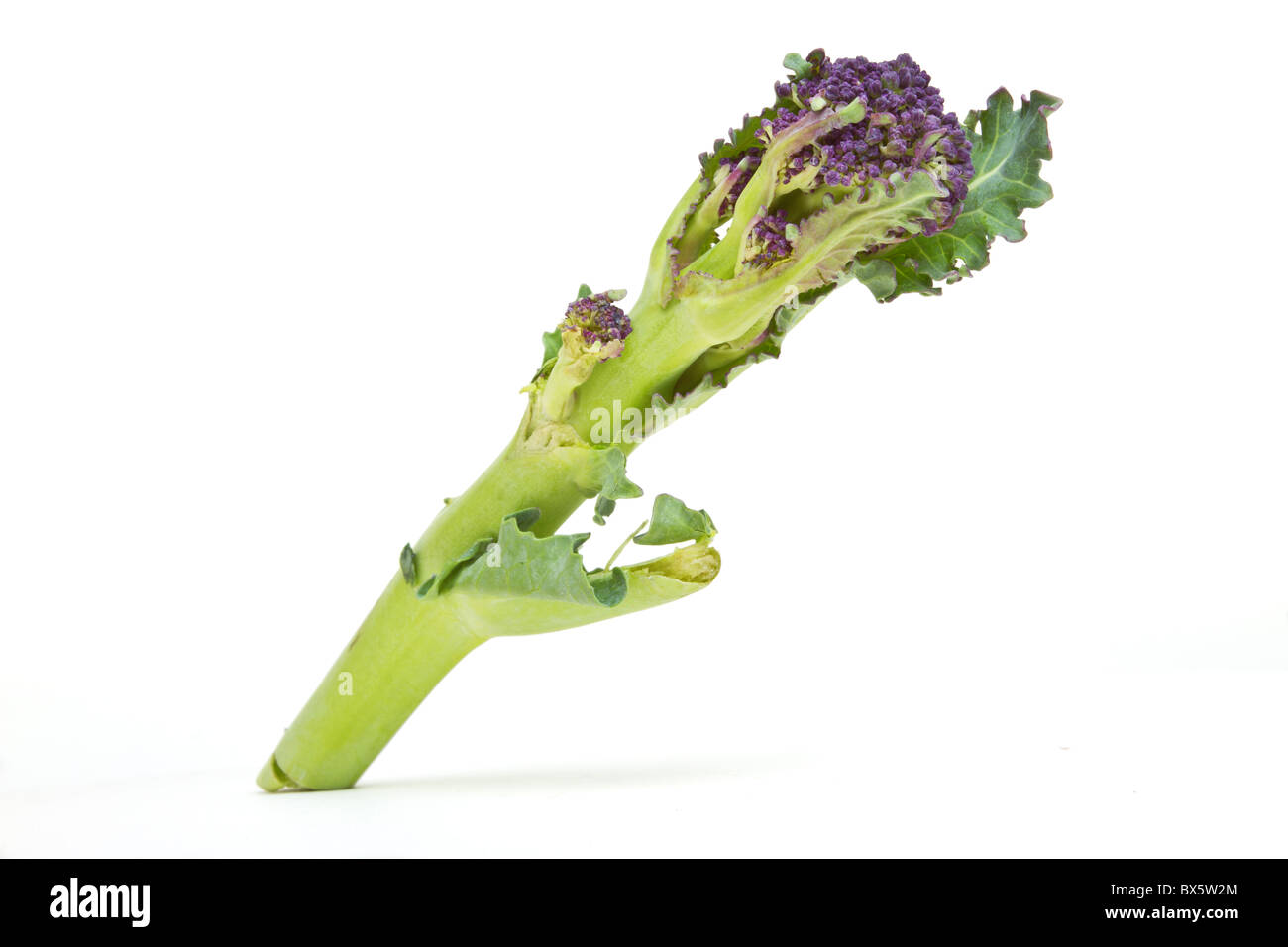 Abstract Purple Sprouting Broccoli from low perspective isolated on white. Stock Photo
