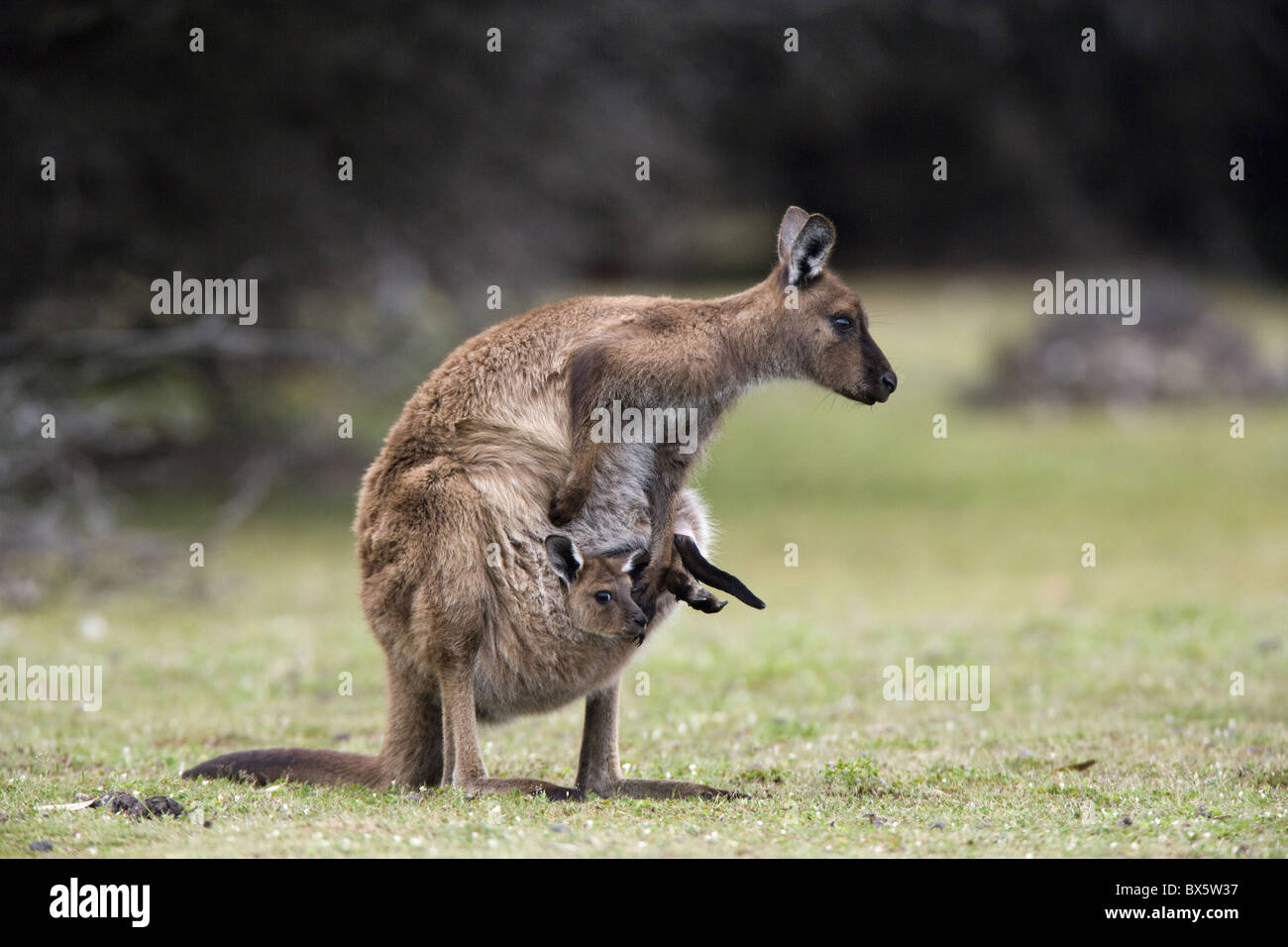 Kangaroo Island grey kangaroo (Macropus fuliginosus) with joey in pouch, Kelly Hill Conservation, Kangaroo Island,  Australia Stock Photo