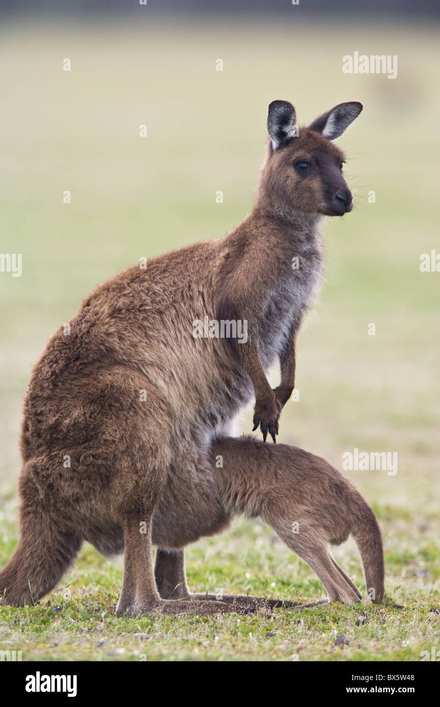 Kangaroo Island grey kangaroo (Macropus fuliginosus) with joey, Kelly Hill Conservation, Kangaroo Island, Australia Stock Photo