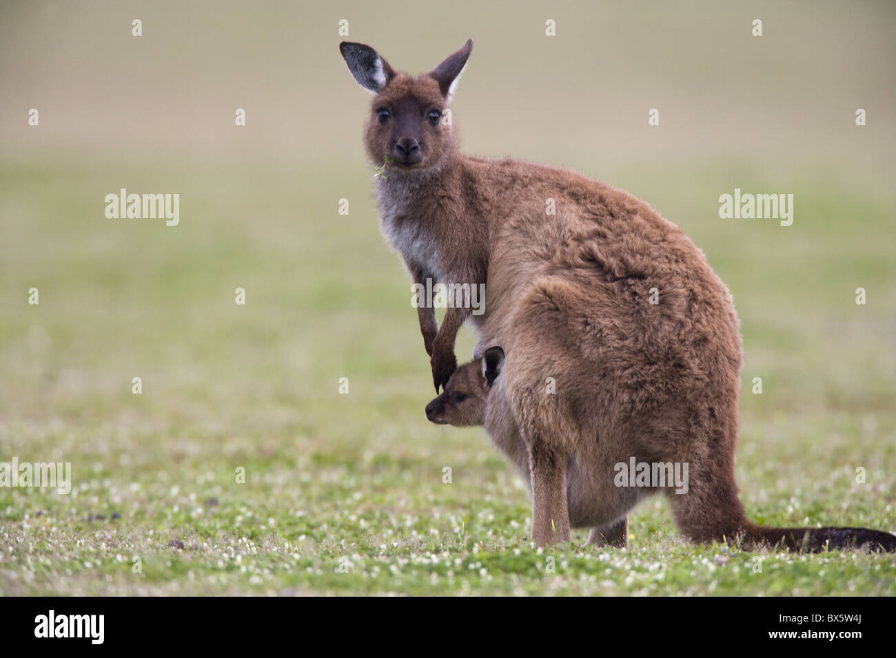 Kangaroo Island grey kangaroo (Macropus fuliginosus) with joey, Kelly Hill Conservation, Kangaroo Island, Australia Stock Photo