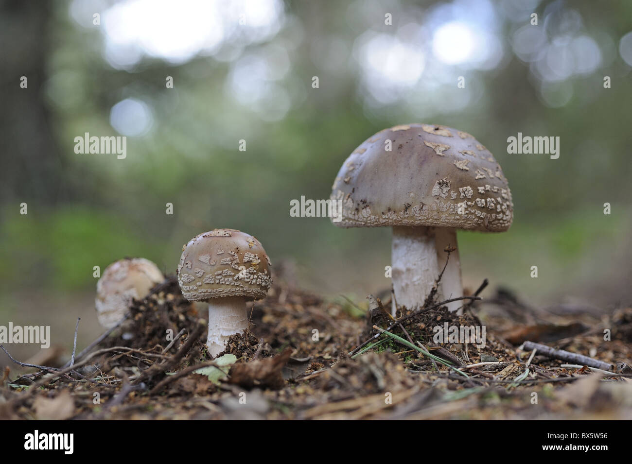 Fungi, 'the blusher' amanita rubescens, fruiting bodies in birch woodland, Norfolk, UK, September Stock Photo