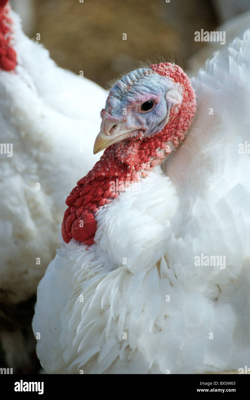 Turkey, tom, portrait, displaying bright red waddle Stock Photo Alamy
