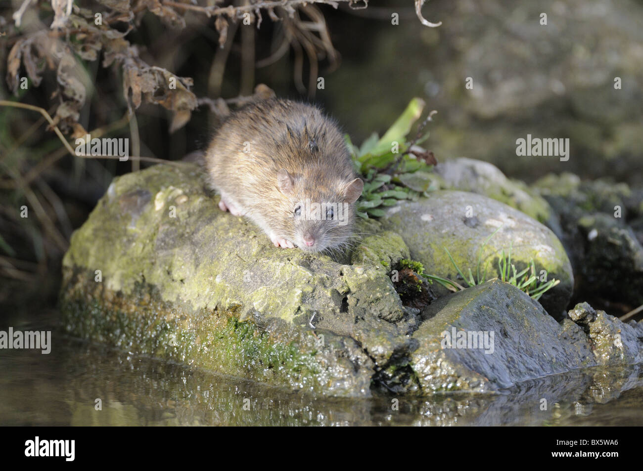 Young Brown Rat, rattus norvegicus, by waters edge, UK, November Stock ...