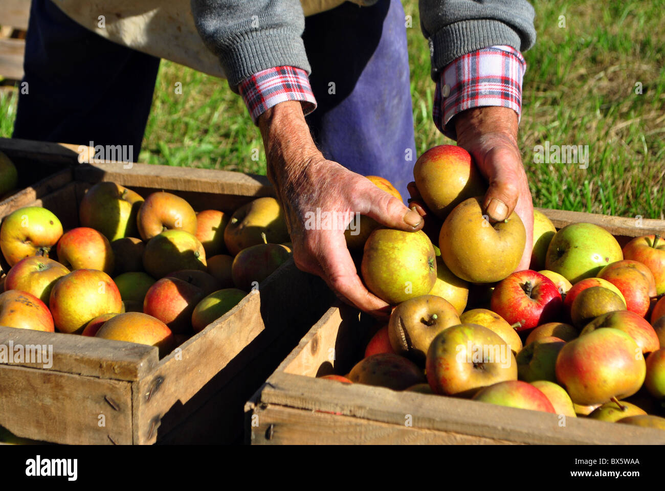 сбор фруктов. сбор урожая. яблоневый сад. сбор фруктов. ящик с яблоками.