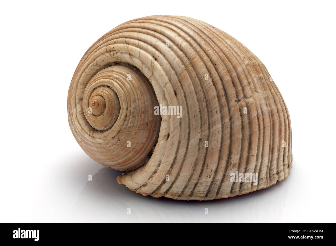 Dollium Galea isolated with clipping path Stock Photo