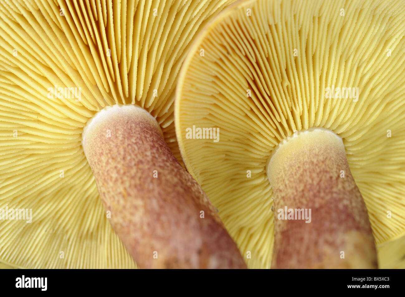 Plums and custard fungi, tricholomopsis rutilans, View of fungi gills