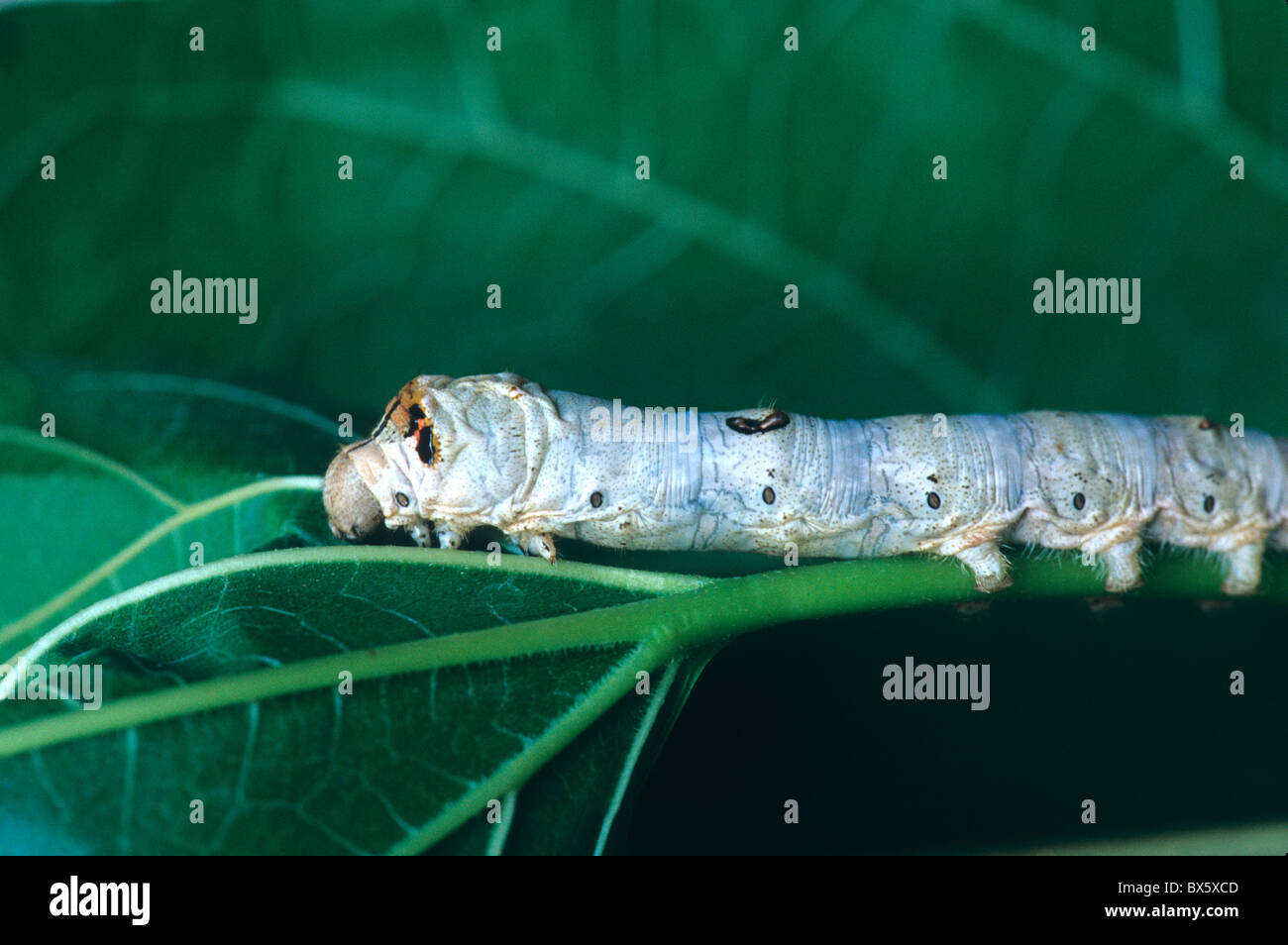 Silkworm, fifth instar silkworm  larvae feeding on Mulberry leaf, Stock Photo
