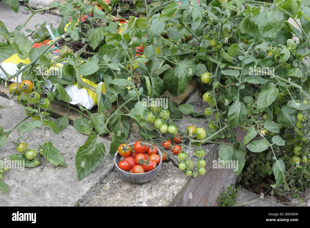 Patio Tomatoes in growbag, 'Sweet Olive', Norfolk, UK, August Stock Photo