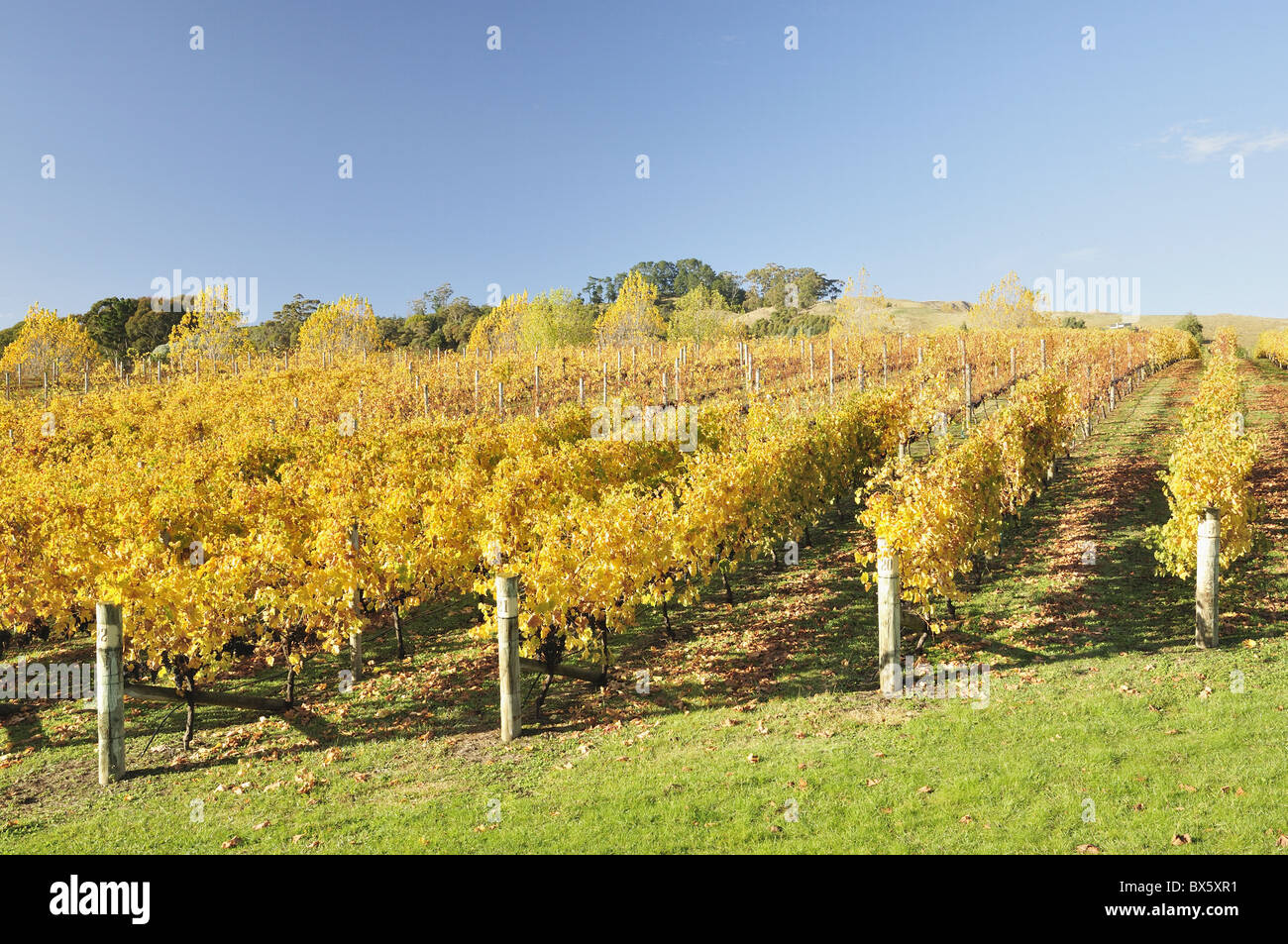 Vineyard, Havelock North, Hawke's Bay, North Island, New Zealand, Pacific Stock Photo