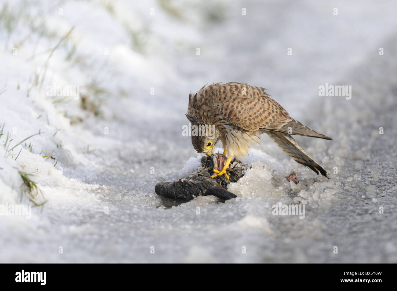 Kestrel, falco tinnunculus, juvenile, feeding on roadkill in snow, Norfolk, UK, November, Stock Photo