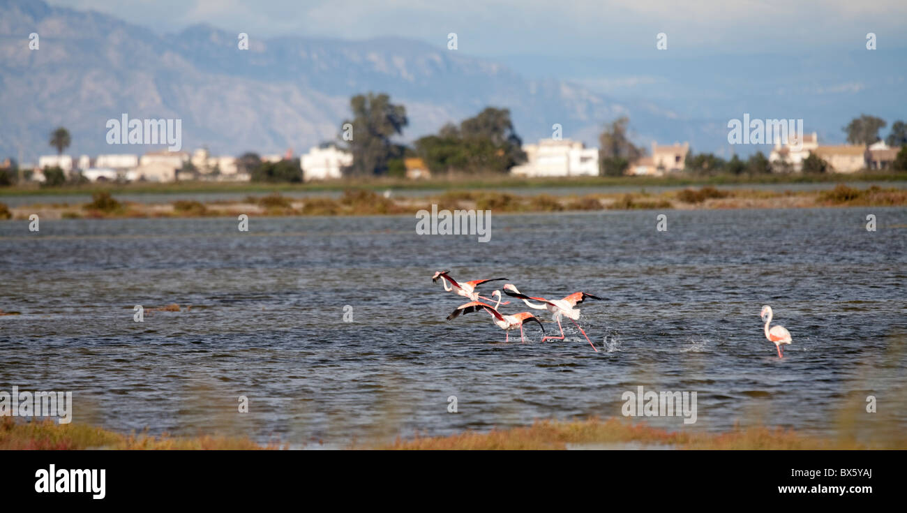 Flamingos (Phoenicopterus ruber) in l'Encanyissada lagoon, Natural Park of Delta de l'Ebre, Tarragona, Spain Stock Photo
