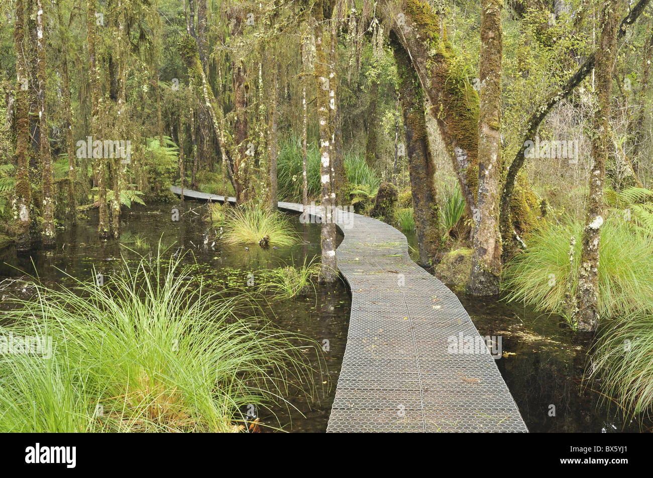 Walkway through Swamp Forest, Ships Creek, West Coast, South Island, New Zealand, Pacific Stock