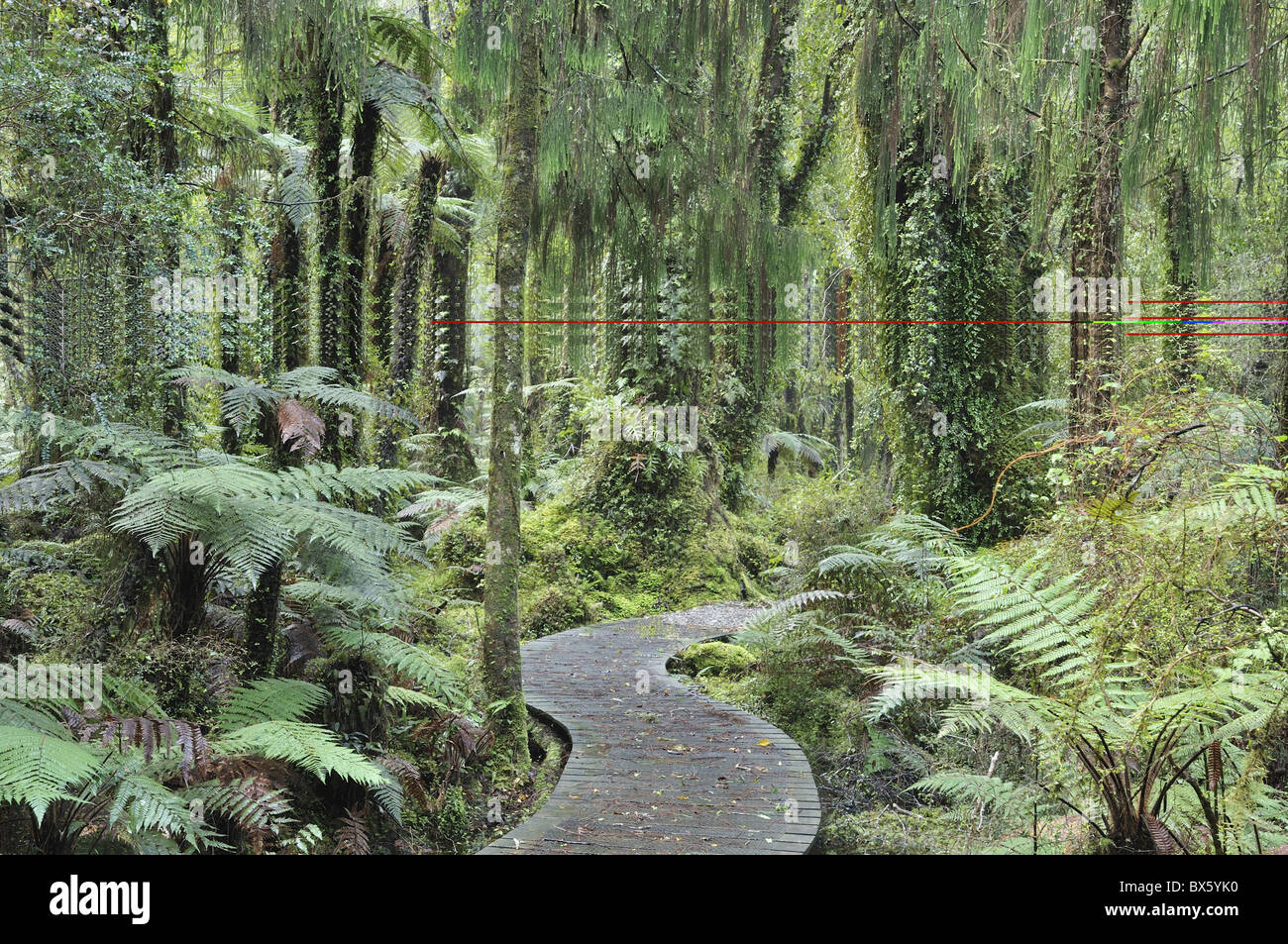 Walkway through Swamp Forest, Ships Creek, West Coast, South Island, New Zealand, Pacific Stock