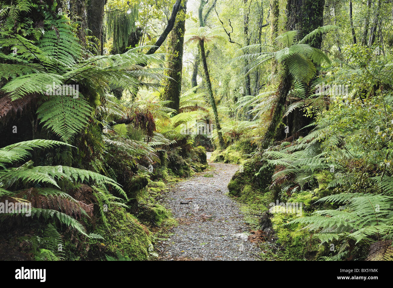 Walkway through swamp hires stock photography and images Alamy