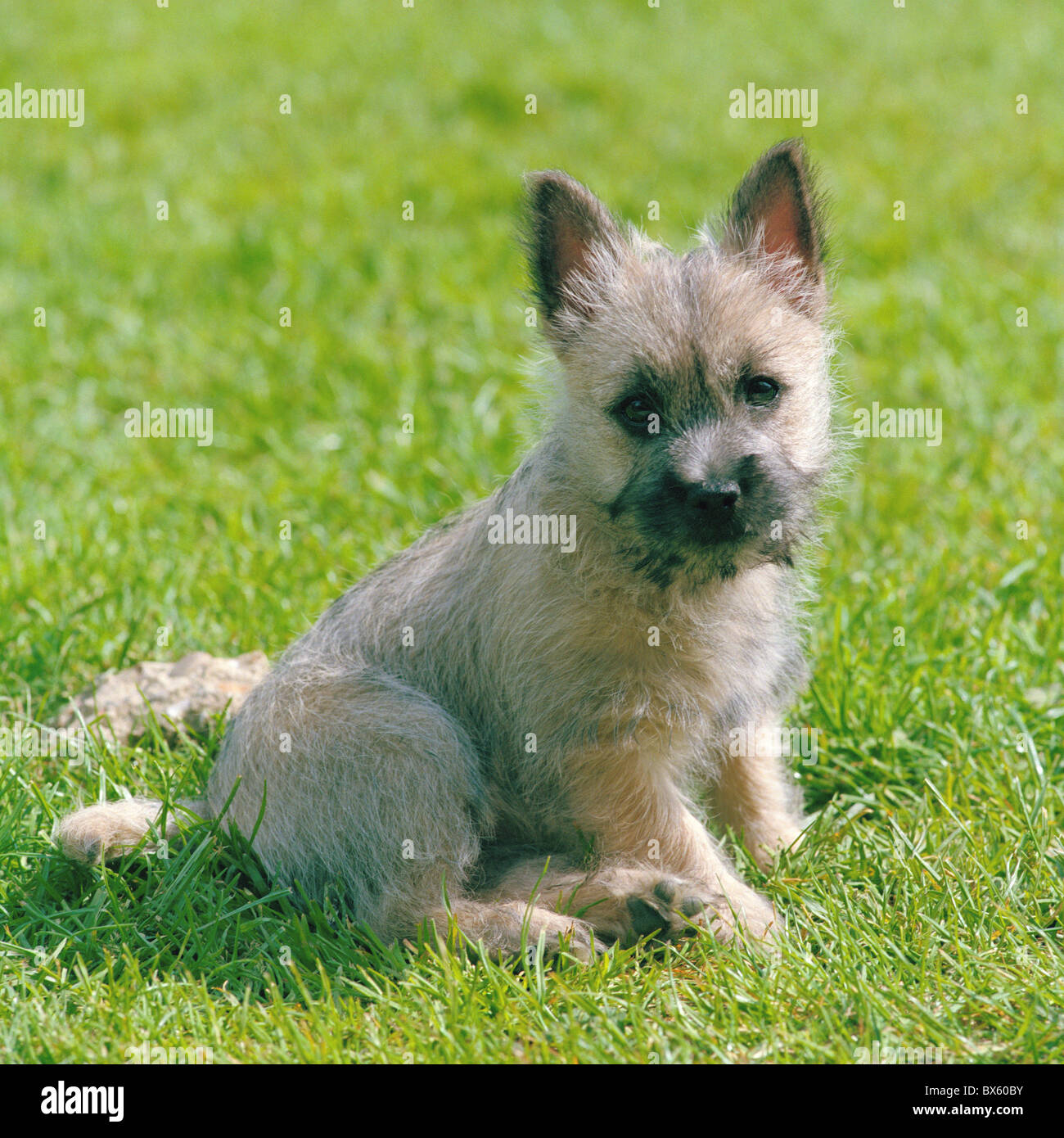 Cairn Terrier puppy sitting on lawn Stock Photo