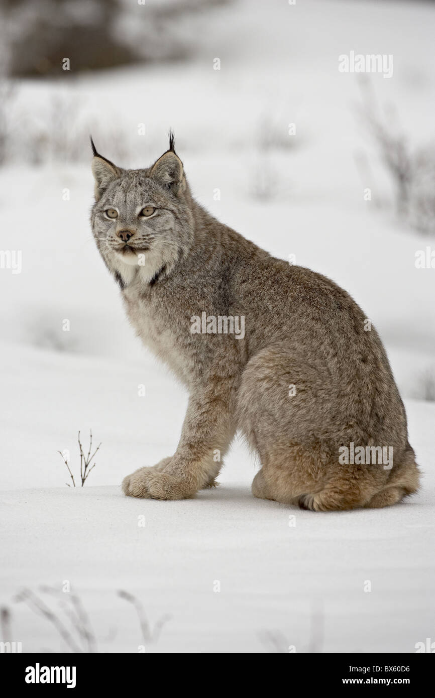 Canadian Lynx (Lynx canadensis) in snow in captivity, near Bozeman, Montana, United States of America, North America Stock Photo