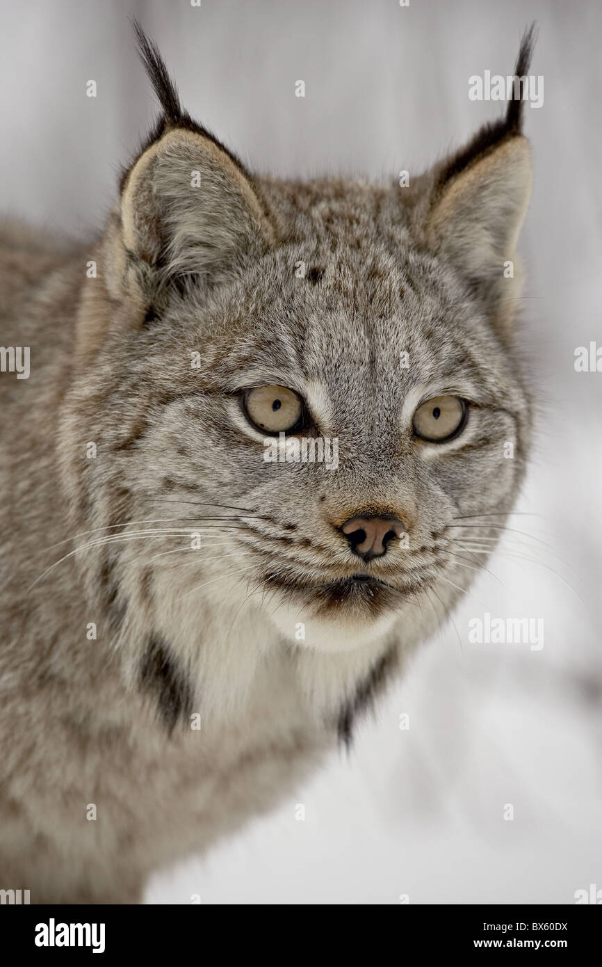 Canadian Lynx (Lynx canadensis) in snow in captivity, near Bozeman
