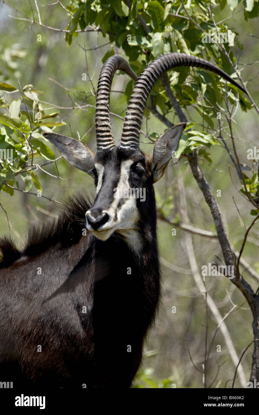 Sable Antelope (Hippotragus niger), Kruger National Park, South Africa, Africa Stock Photo