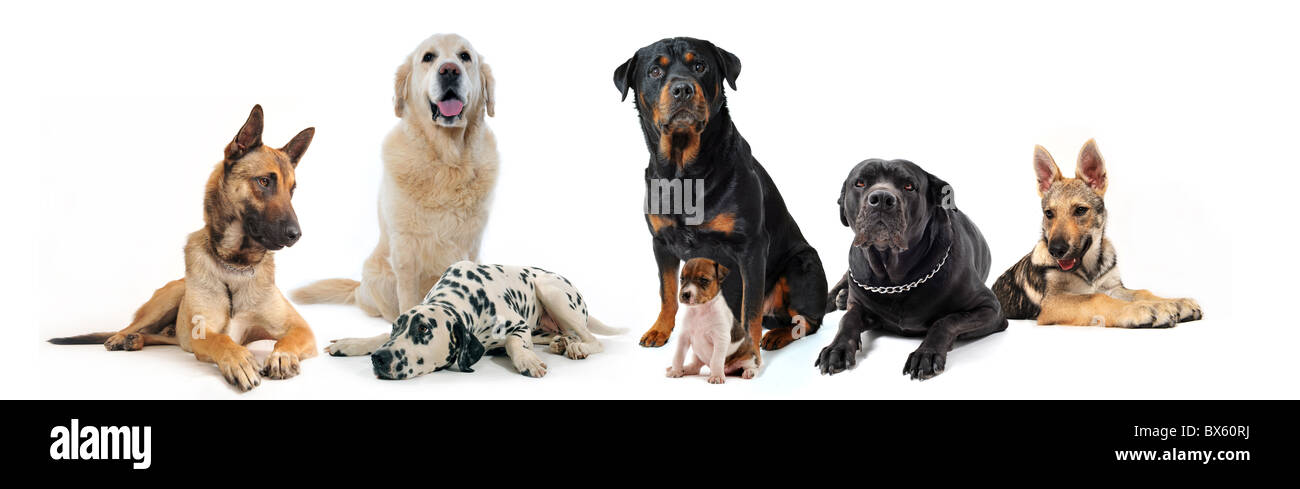 dogs and puppies sitting and lying down on a white background Stock Photo