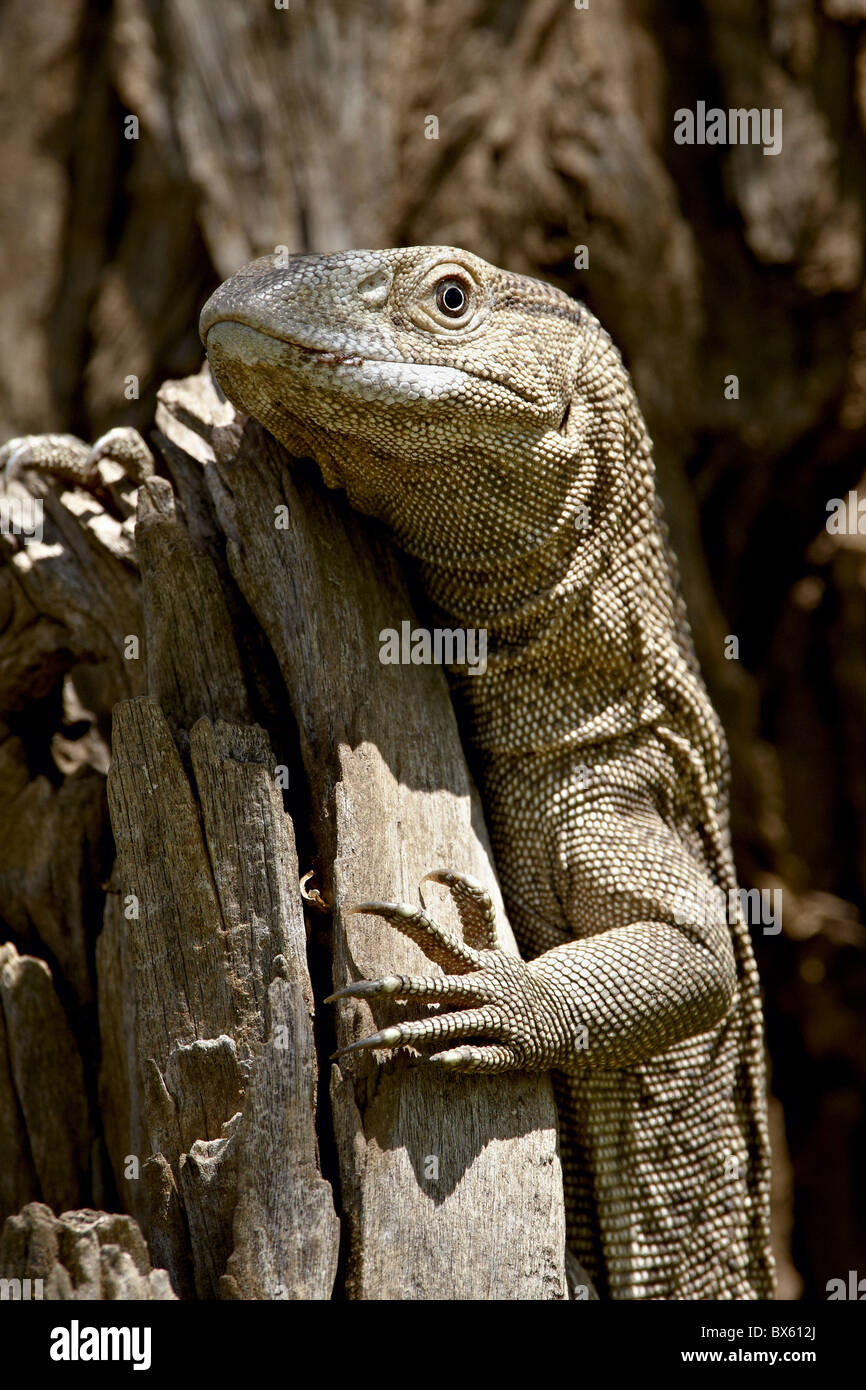 Rock Monitor (WhiteThroated Monitor) (Varanus albigularis), Kruger