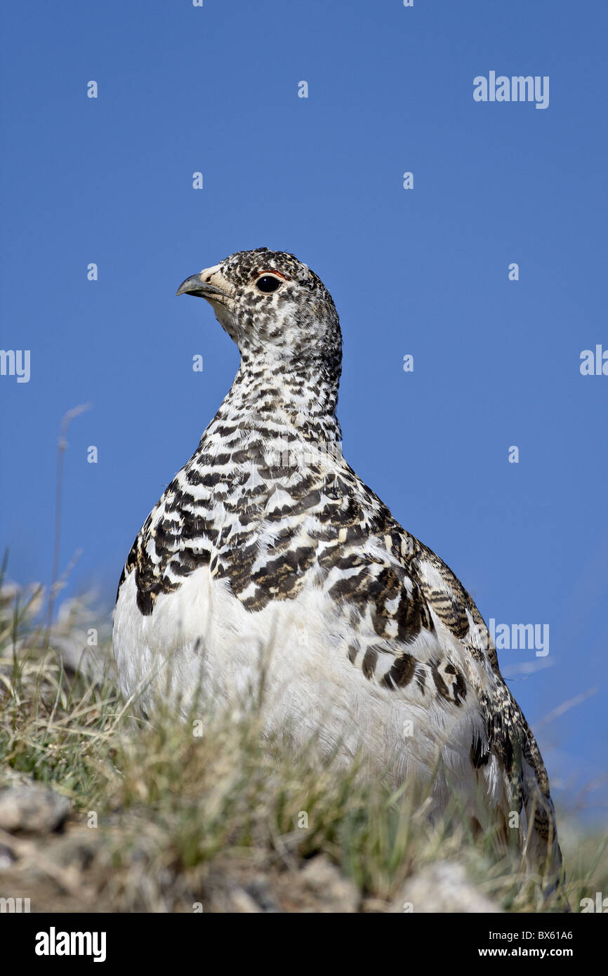 White-Tailed Ptarmigan (Lagopus leucurus) in mixed plumage, Mount Evans, Colorado, United States of America, North America Stock Photo