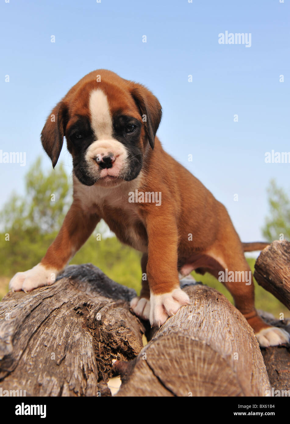 Boxer Dog Puppy High Resolution Stock Photography and Images - Alamy