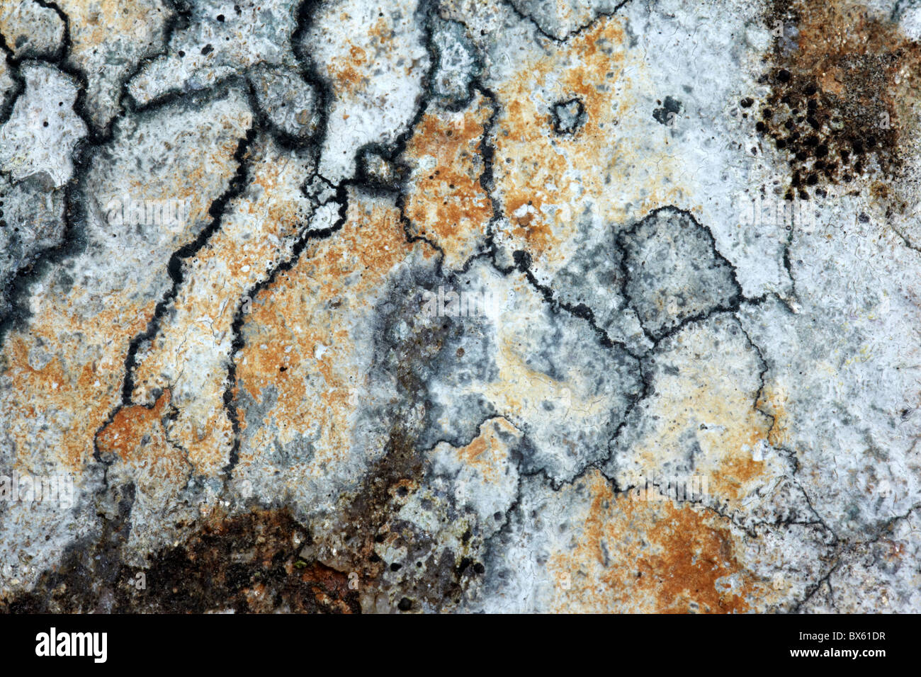 Lichen on rocks in the Scottish Highlands Stock Photo