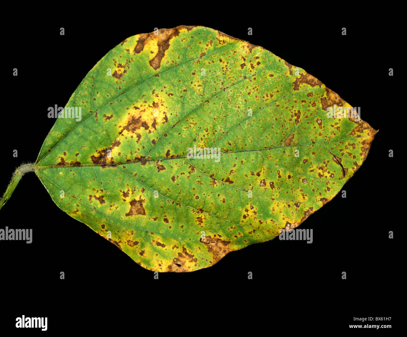 Bacterial blight (Pseudomonas syringae pv glycinea) on soya bean leaf Stock Photo