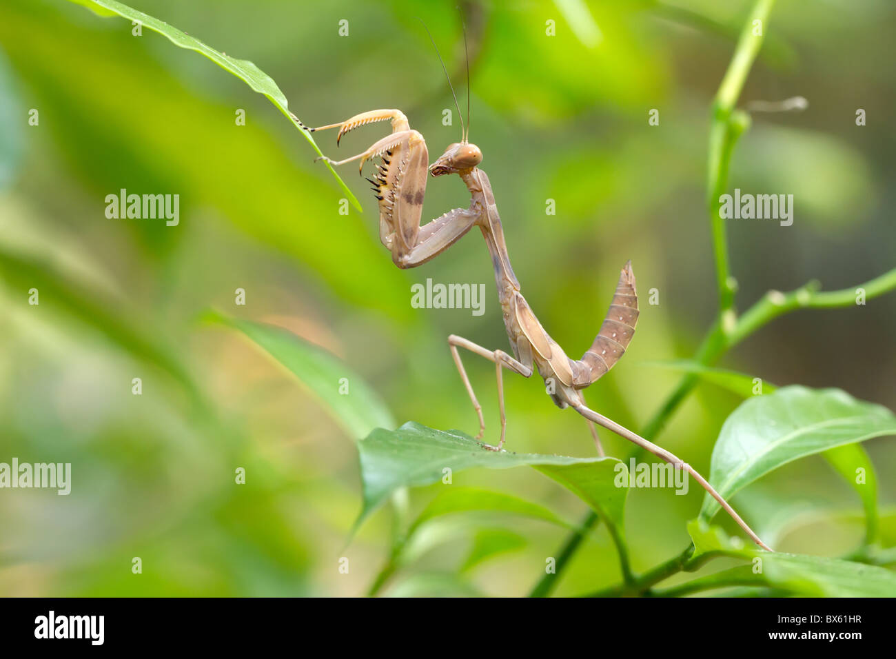 praying mantis larva in plants, found in nepal Stock Photo