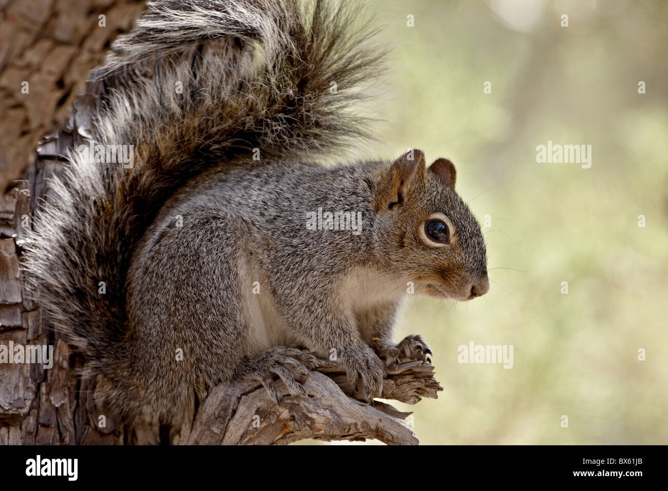 Arizona gray squirrel (Sciurus arizonensis), Madera Canyon, Coronado National Forest, Arizona, USA Stock Photo