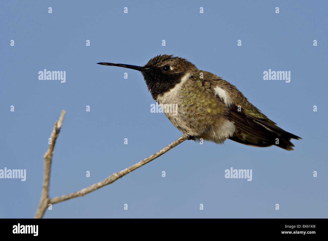 Male black-chinned hummingbird (Archilochus alexandri), Sweetwater Wetlands, Tucson, Arizona, USA Stock Photo