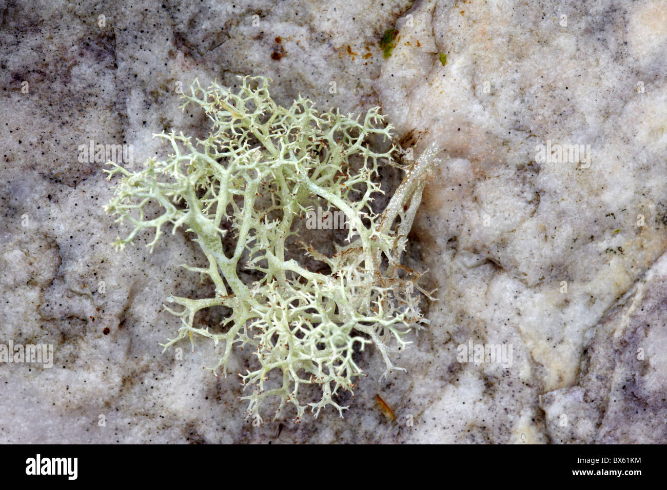 Lichen growing on quartzite rock in Beinn Eighe National Nature Reserve in the Scottish Highlands Stock Photo