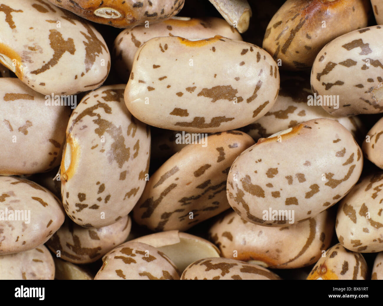 Pinto bean, distinctively marked variety of common bean Stock Photo