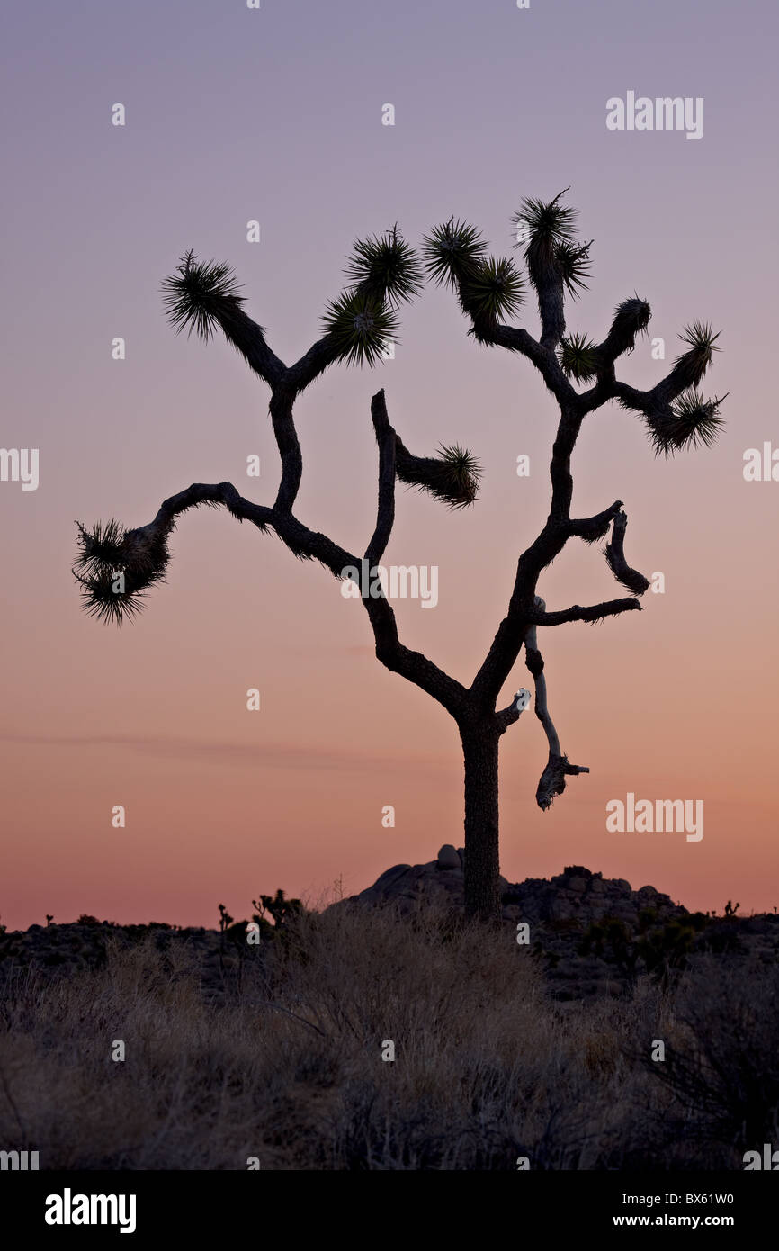 Tree silhouette national park hi-res stock photography and images - Alamy
