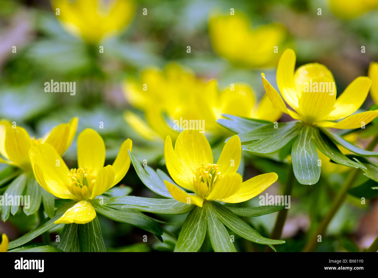 Flowers of winter aconite Latin name Eranthis hyemalis Stock Photo - Alamy