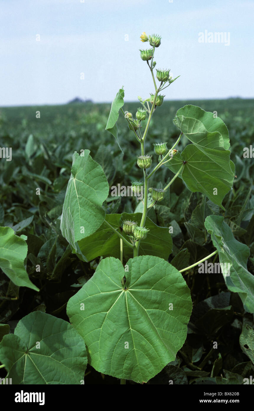 Velvet leaf (Abutilon theophrasti) flowering in a maturing soya crop, Illinois, USA Stock Photo