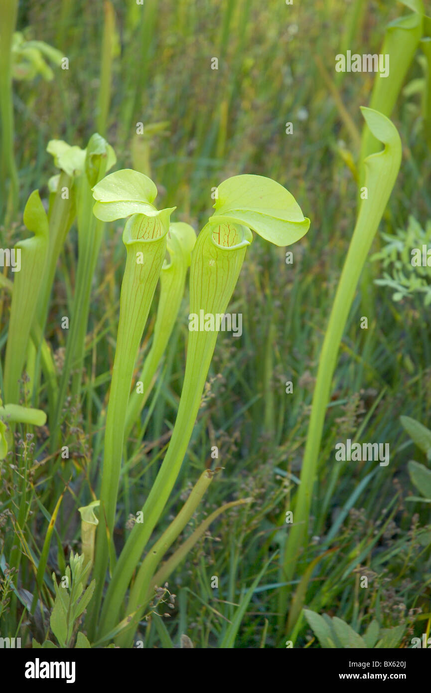Yellow trumpet pitcher plants hi-res stock photography and images - Alamy